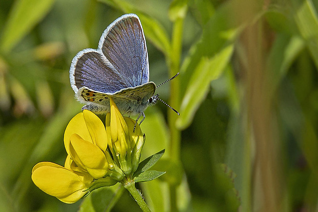 modráčik čiernoobrúbený  Plebejus argus