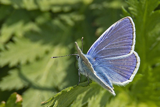 modráčik obyčajný  Polyommatus cf. icarus