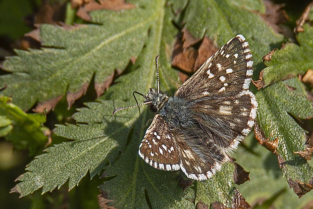 súmračník jahodový  Pyrgus malvae