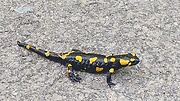 salamandra škvrnitá 