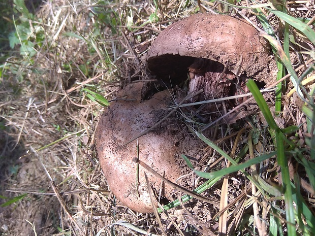 pečiarka dvojvýtrusná Agaricus bisporus (J.E. Lange) Imbach