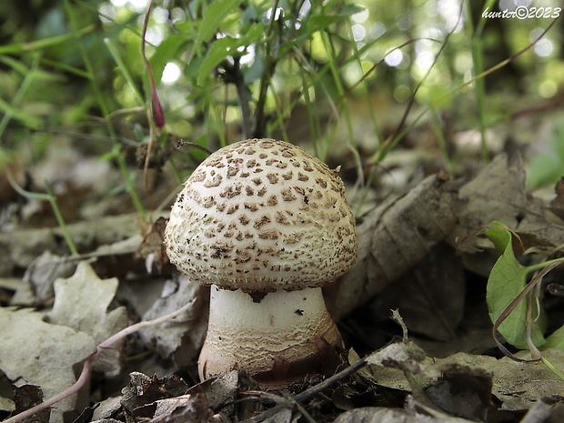 muchotrávka červenkastá Amanita rubescens Pers.