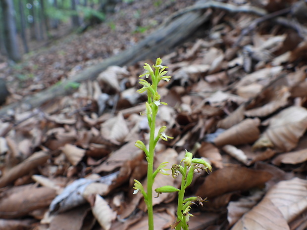 koralica lesná Corallorhiza trifida Châtel.