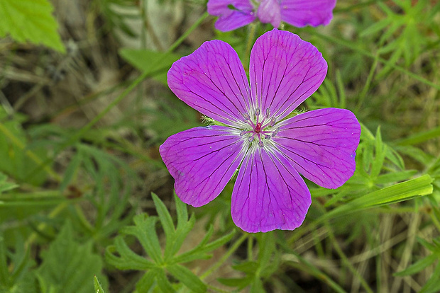 pakost lesný Geranium sylvaticum L.