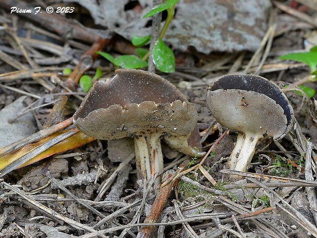 chriapač tmavý Helvella solitaria P. Karst.