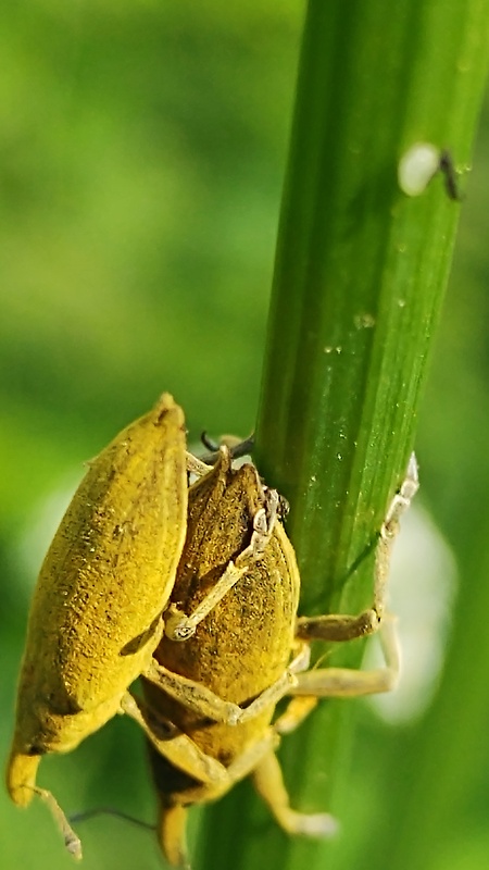 dlhánik Lixus iridis