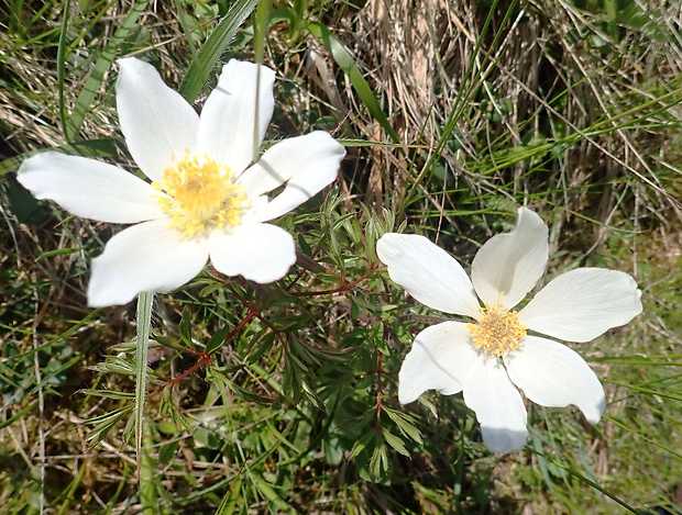 poniklec biely Pulsatilla scherfelii (Ullepitsch) Skalický