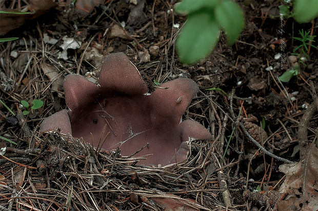 tulipánovka fialová Sarcosphaera coronaria (Jacq.) J. Schröt.