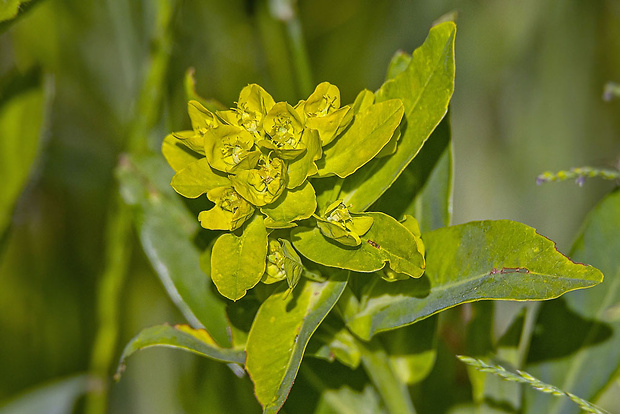 mliečnik Tithymalus sp.