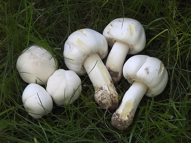 pečiarka páchnuca Agaricus xanthodermus Genev.