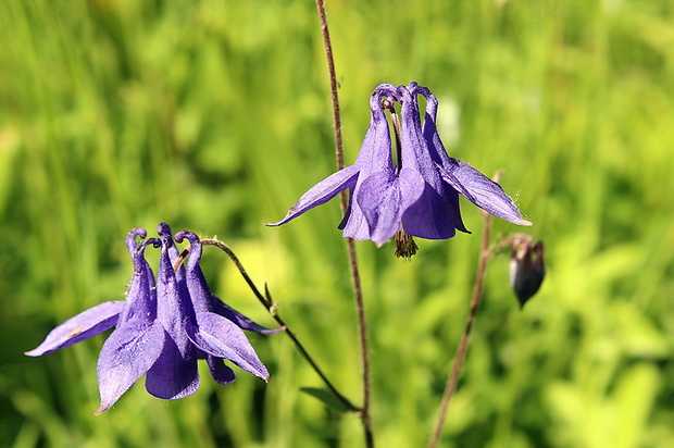 orlíček obyčajný Aquilegia vulgaris L.