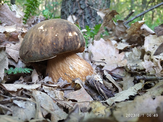 hríb bronzový Boletus aereus Bull. ex Fr.