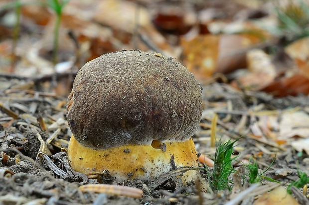 hríb sosnový Boletus pinophilus Pil. et Dermek in Pil.