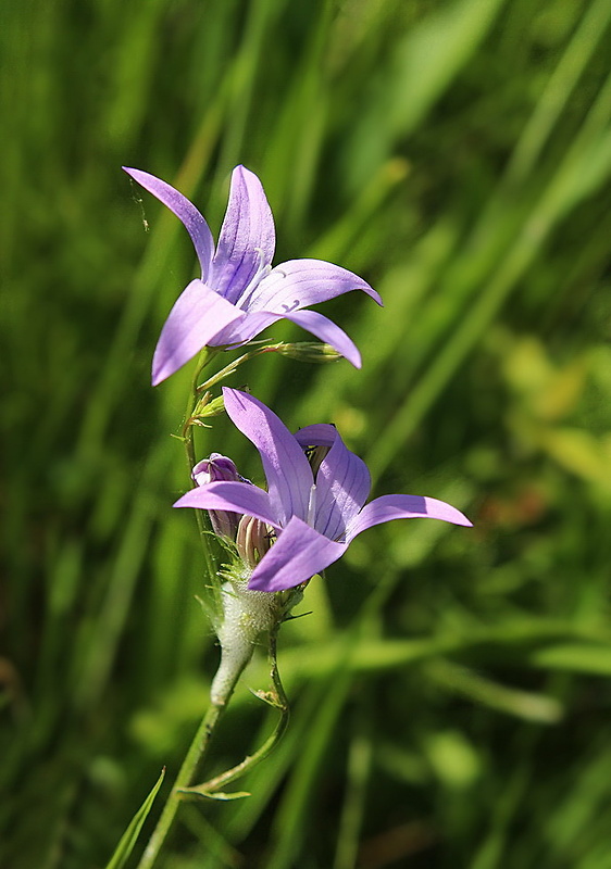 zvonček konáristý Campanula patula L.