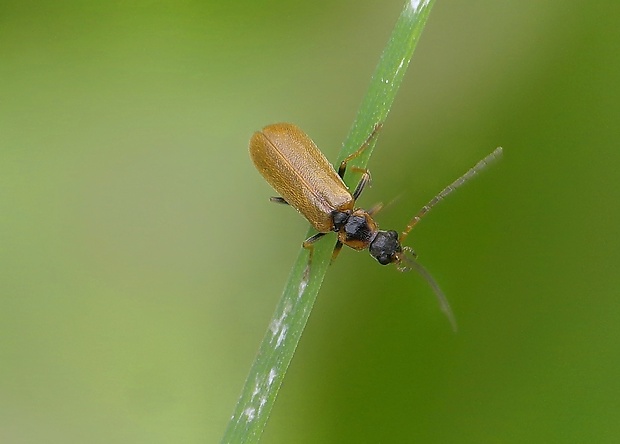 snehuľčík Cantharis decipiens