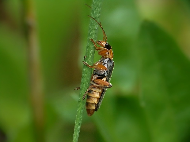 snehuľčík Cantharis nigricans