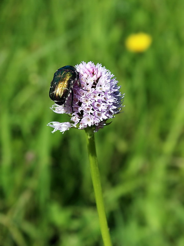 zlatoň obyčajný Cetonia aurata