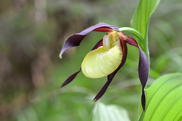 črievičník papučkový Cypripedium calceolus L.