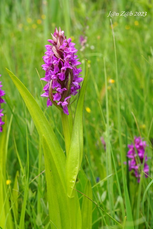 vstavačovec strmolistý pravý Dactylorhiza incarnata subsp. incarnata (L.) Soó