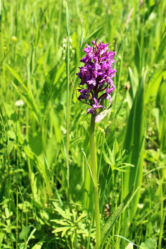 vstavačovec májový pravý Dactylorhiza majalis subsp. majalis (Reincherb.) Hunt & Summerh.