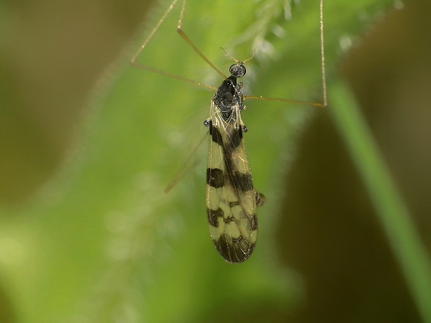 bahniarka Dicranomyia ornata (Meigen, 1818)