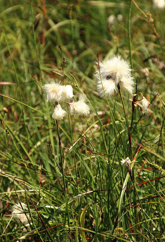 páperník úzkolistý Eriophorum angustifolium Honck.