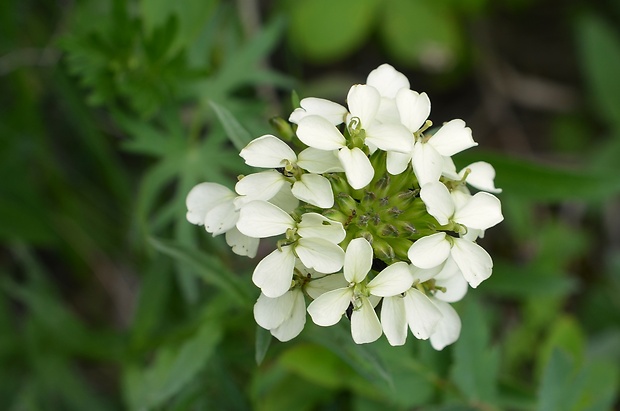 horčičník wittmannov Erysimum wittmannii Zaw.