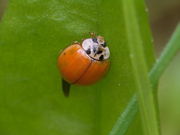 lienka východná Harmonia axyridis