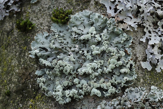 diskovka bublinatá Hypogymnia physodes (L.) Nyl.