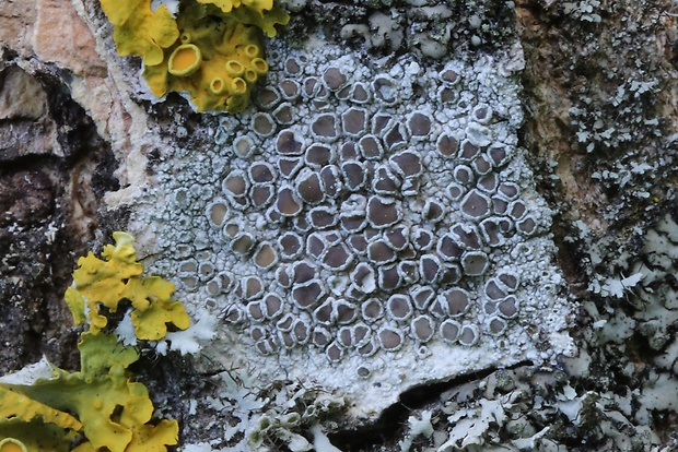 lekanora striebristá  Lecanora argentata (Ach.) Röhl.