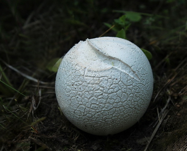 rozpadavec dlabaný Lycoperdon utriforme Bull.