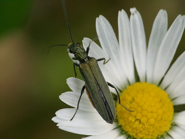 stehnáč Oedemera virescens