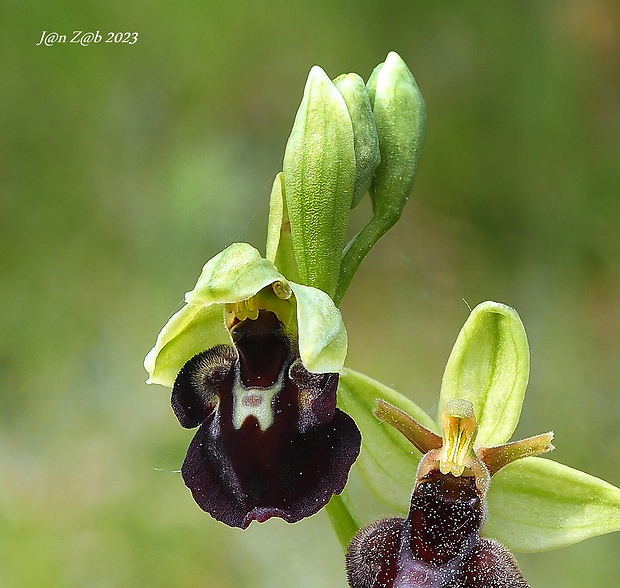 hmyzovník Ophrys holubyana x Ophrys insectifera