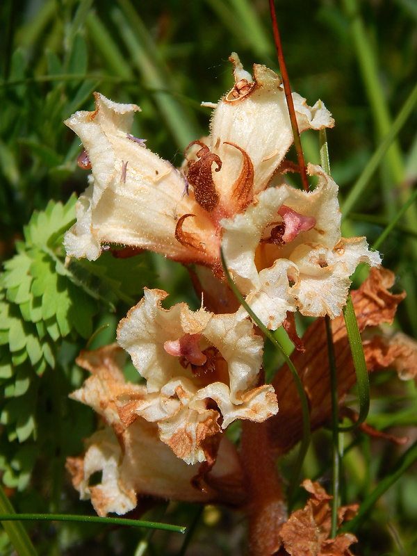 záraza biela Orobanche alba Willd.