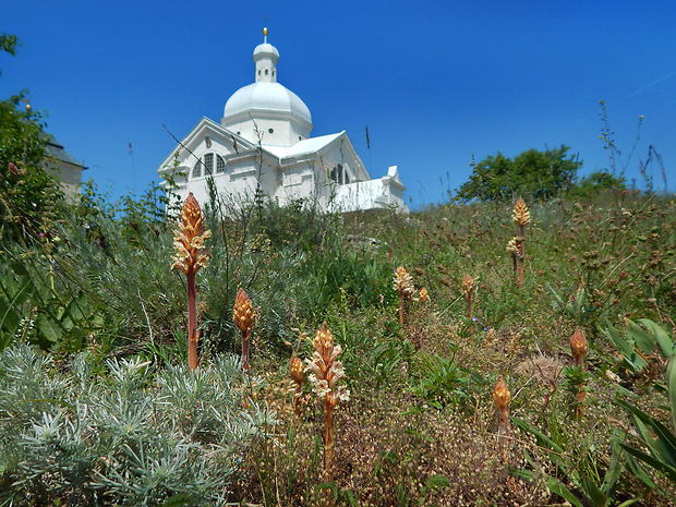 záraza šupinatá Orobanche artemisiae-campestris Vaucher ex Gaudin