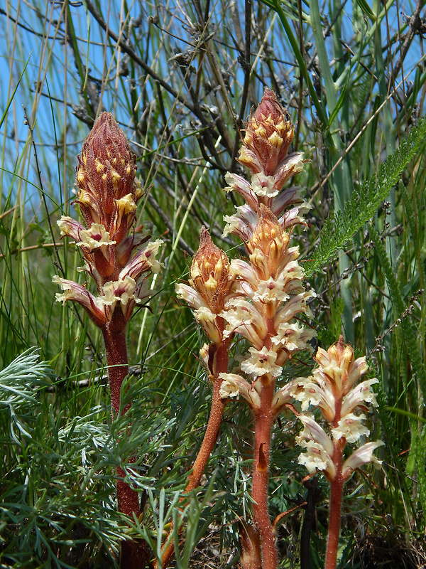 záraza šupinatá Orobanche artemisiae-campestris Vaucher ex Gaudin