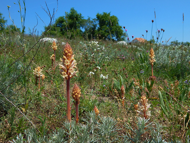 záraza šupinatá Orobanche artemisiae-campestris Vaucher ex Gaudin