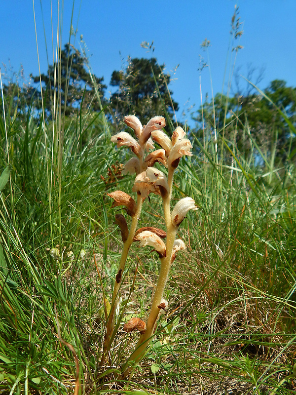 záraza obyčajná Orobanche caryophyllacea Sm.