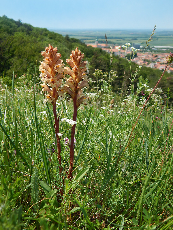 záraza žltá Orobanche lutea Baumg.