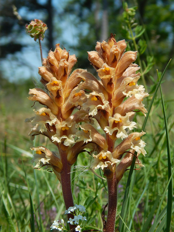 záraza žltá Orobanche lutea Baumg.