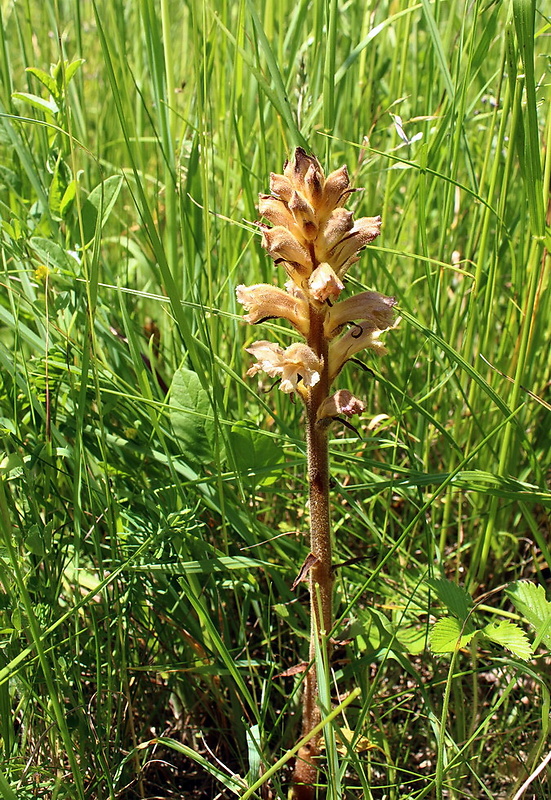 záraza Orobanche sp.