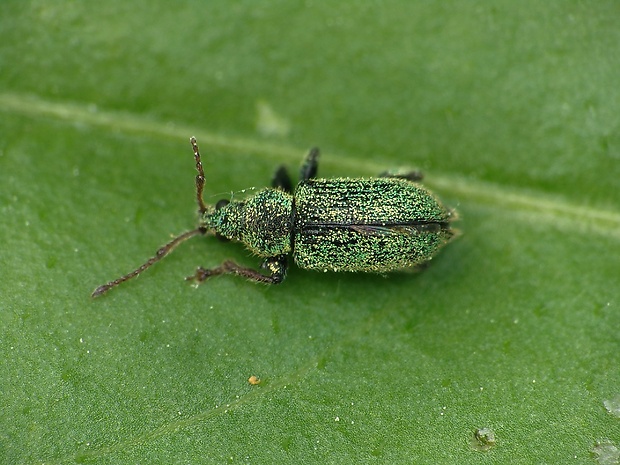 šupináčik Phyllobius betulinus