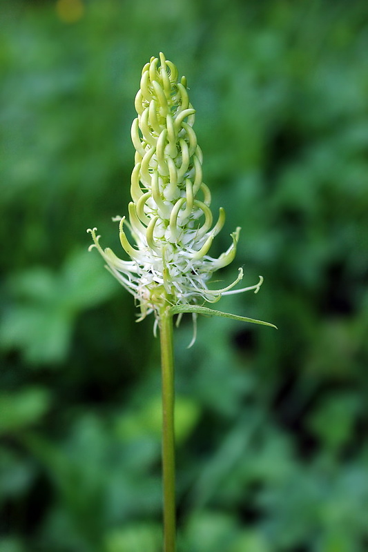 zerva klasnatá Phyteuma spicatum L.