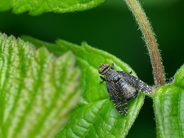 temnuška čiernonohá Platystoma seminatione seminatione  (Fabricius, 1775)