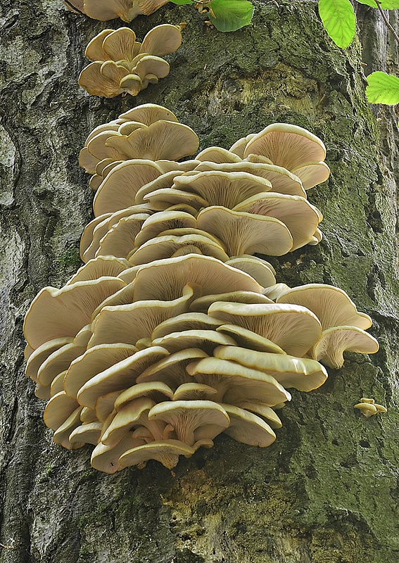 hliva buková Pleurotus pulmonarius (Fr.) Quél.