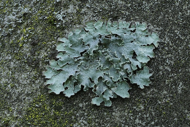 diskovka pôvabná Punctelia subrudecta (Nyl.) Krog