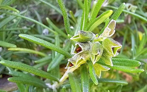 rozmarín lekársky Rosmarinus officinalis L.