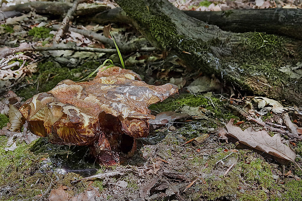 hríb zrnitohlúbikový Sutorius luridiformis (Rostk.) G. Wu & Zhu L. Yang