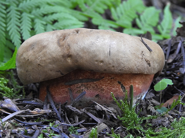 hríb zrnitohlúbikový Sutorius luridiformis (Rostk.) G. Wu & Zhu L. Yang