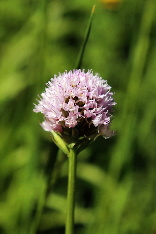 pavstavač hlavatý Traunsteinera globosa (L.) Reichenb.